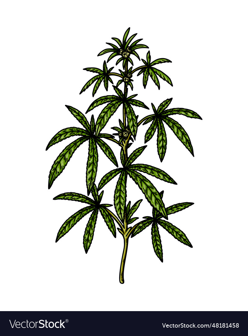 Cannabis branch sketch marijuana botanical Vector Image