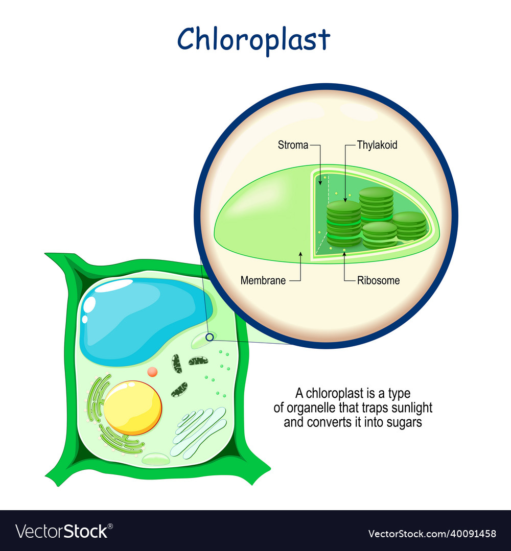 Chloroplast anatomy structure of a plant cell Vector Image