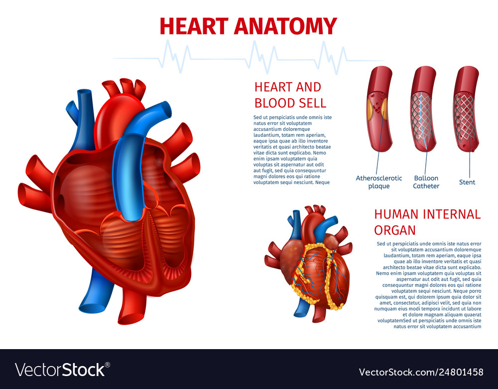 Heart Cell Diagram