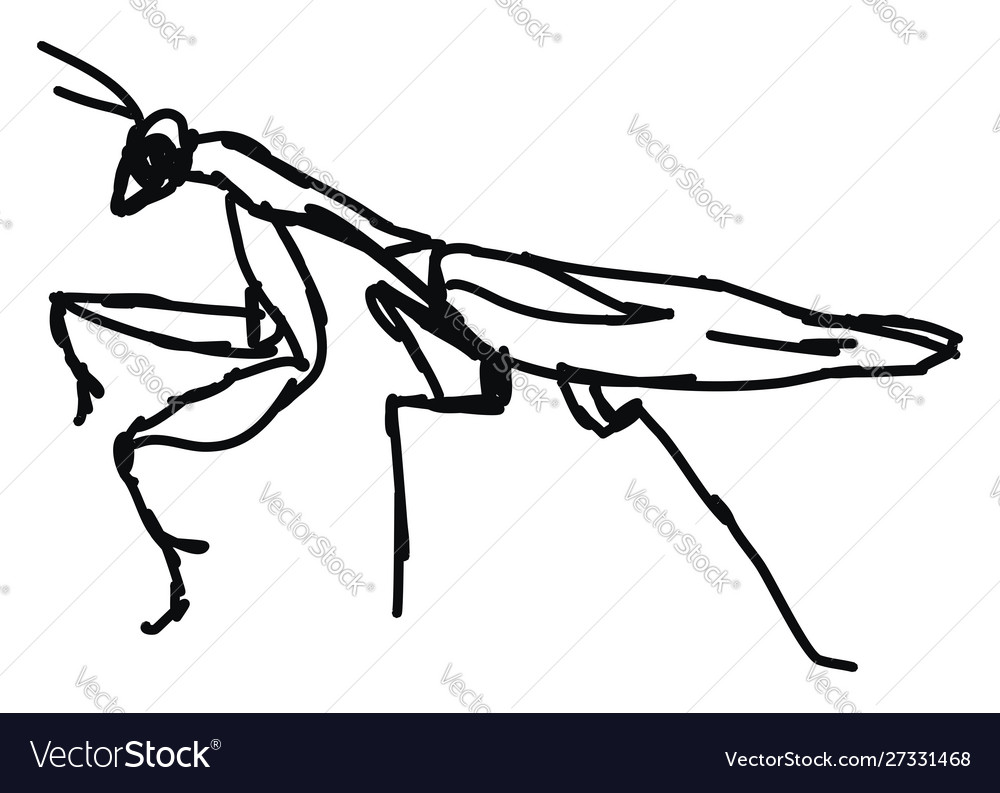 Mantis drawing on white background Royalty Free Vector Image