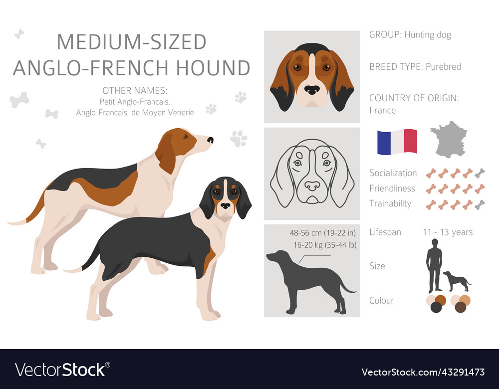 Medium sized anglo-french hound clipart different Vector Image