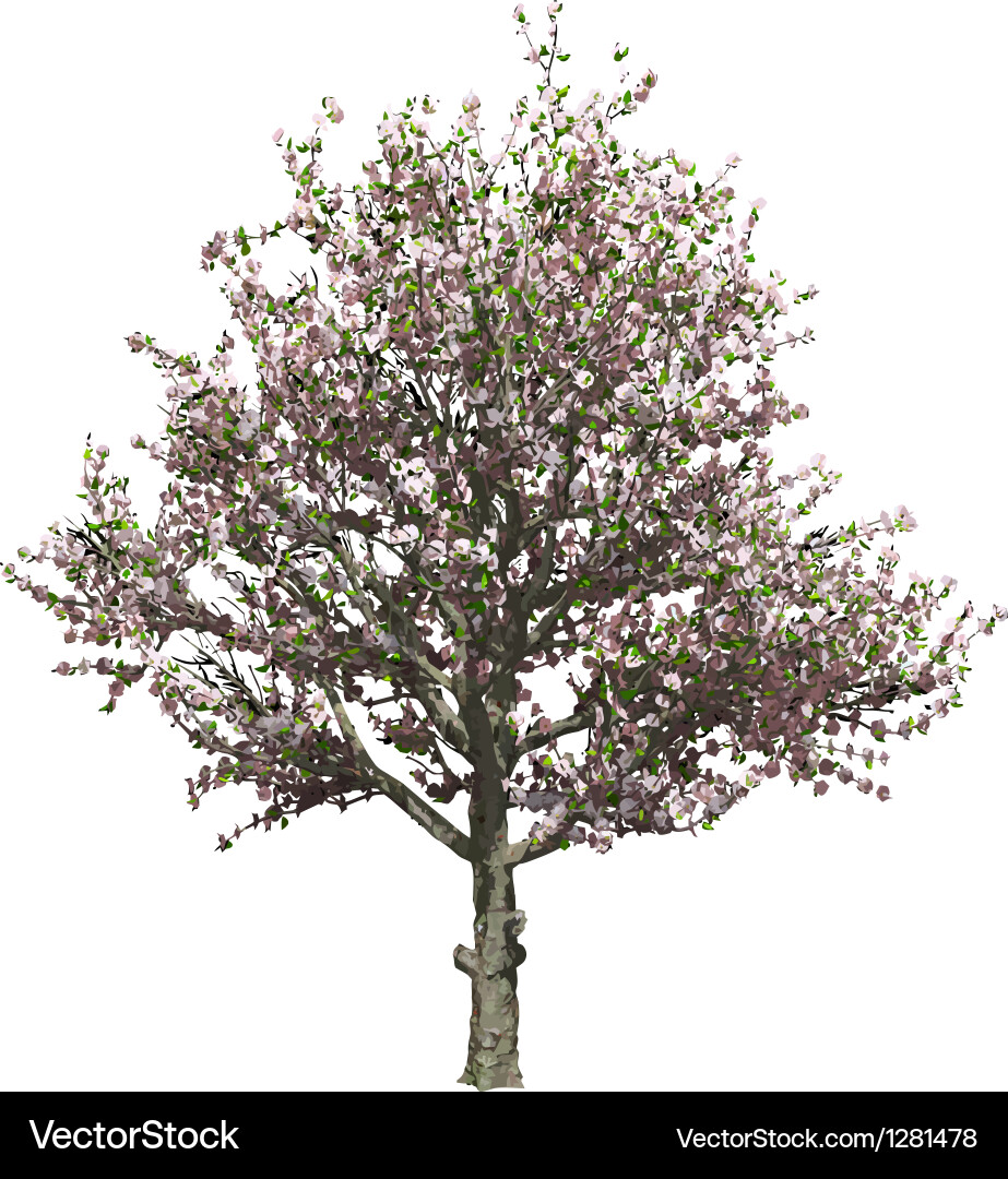 Apple tree isolated Royalty Free Vector Image - VectorStock