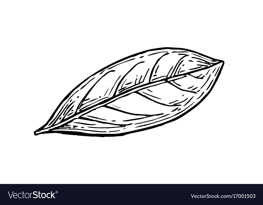 Bay leaf ink sketch Royalty Free Vector Image - VectorStock