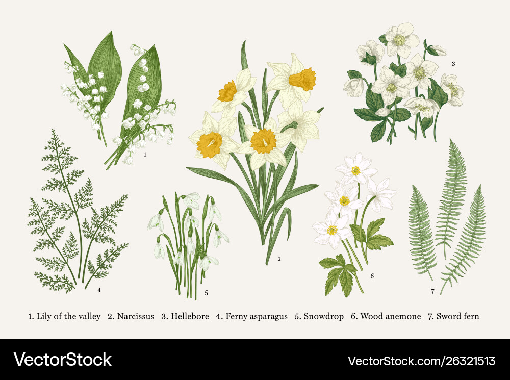 Set with spring flowers Royalty Free Vector Image