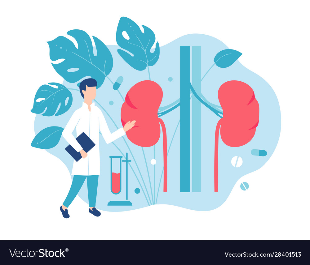 Urology and kidney disease consultation Royalty Free Vector