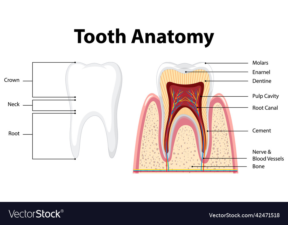 Infographic of human in dental science tooth Vector Image