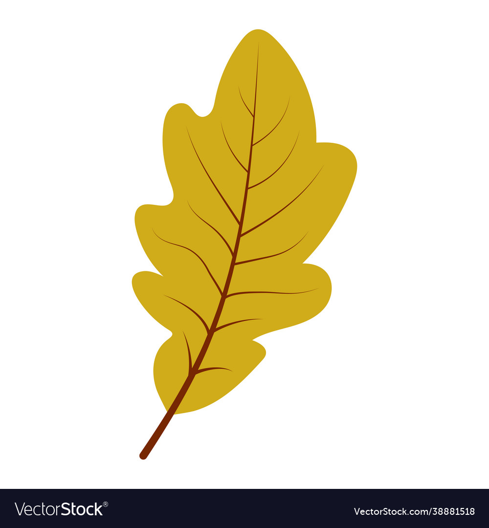 Oak leaf in hand drawn style Royalty Free Vector Image