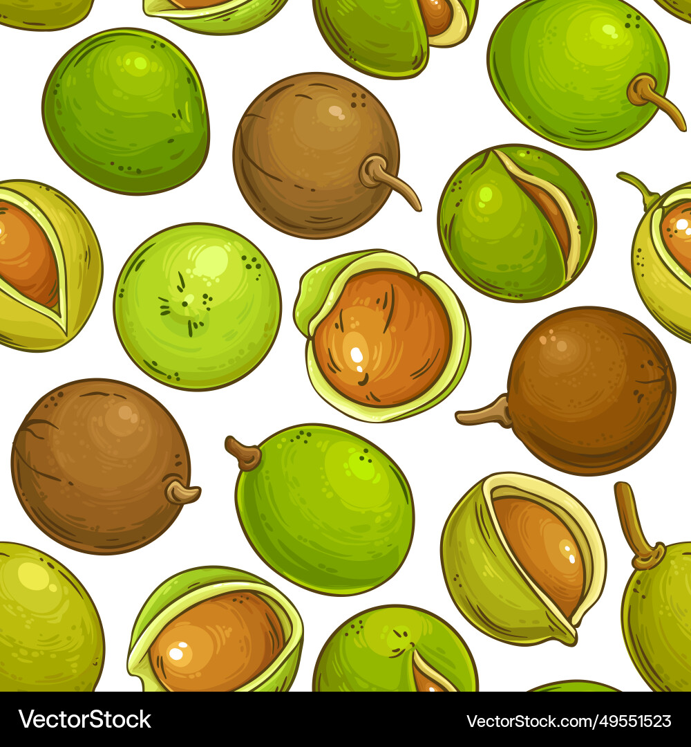 Mongongo nuts pattern on white background Vector Image