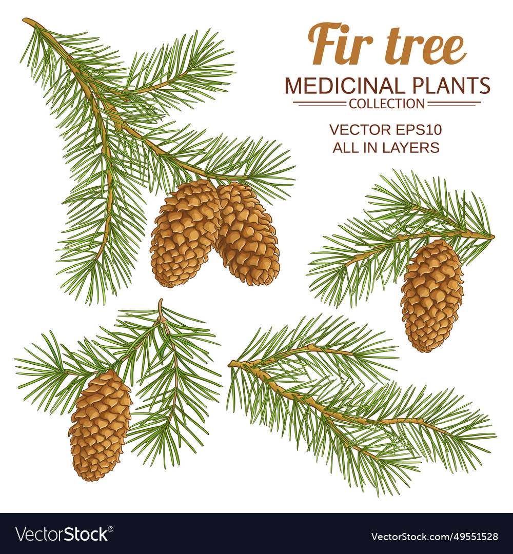 Fir tree set Royalty Free Vector Image - VectorStock