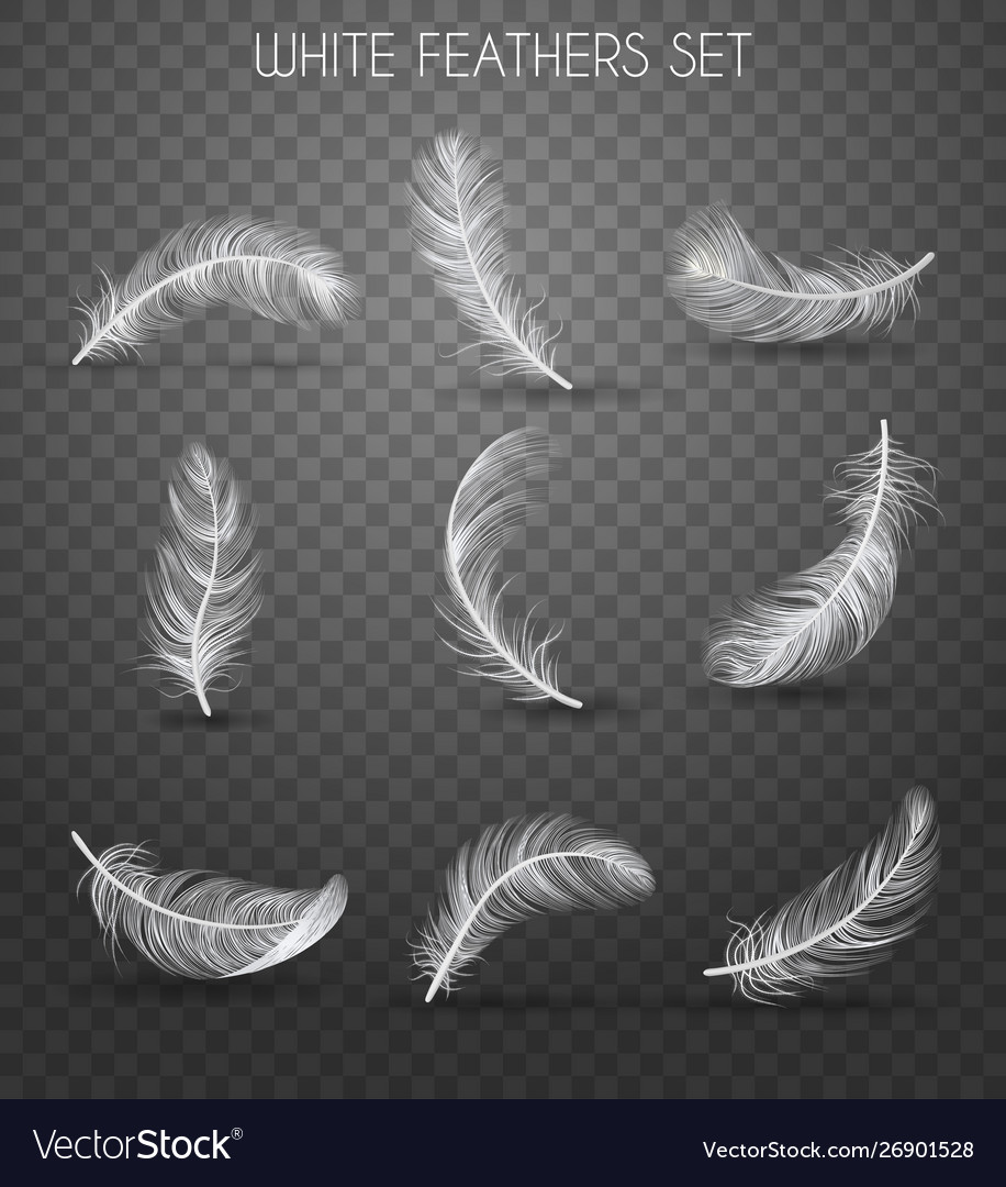 Realistic feather transparent set Royalty Free Vector Image