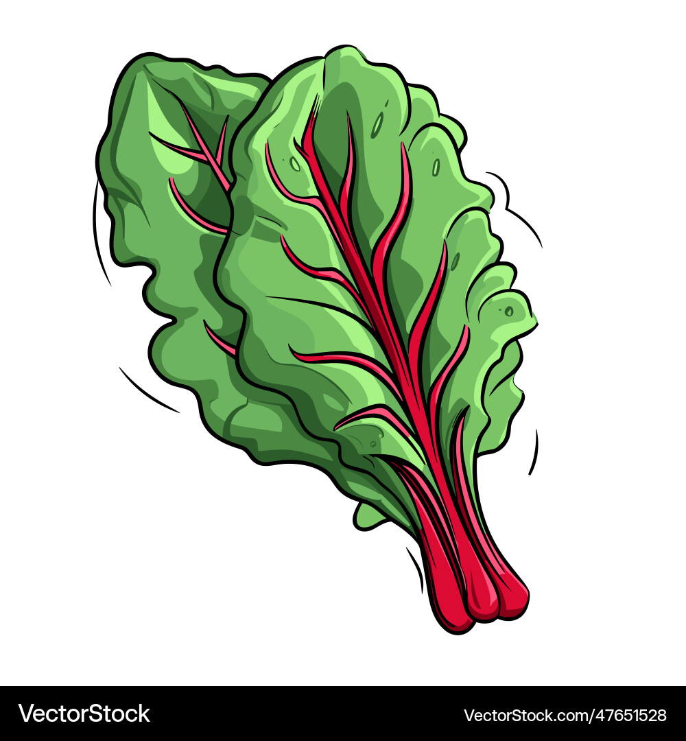 Swiss chard handdrawn doodle style Royalty Free Vector