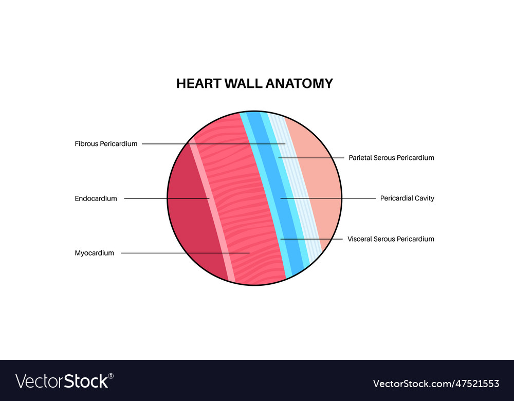 Heart wall anatomy Royalty Free Vector Image - VectorStock