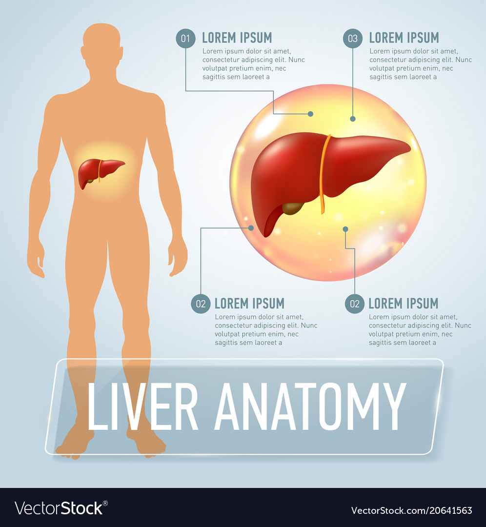 Liver infographics banner Royalty Free Vector Image