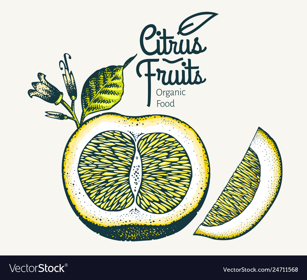 Orange hand drawn fruit Royalty Free Vector Image