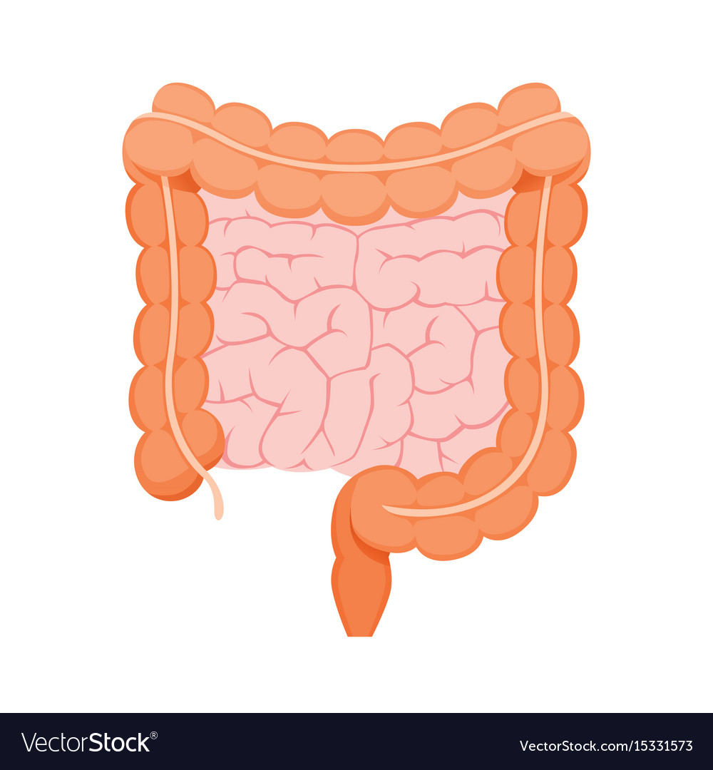 https://cdn4.vectorstock.com/i/1000x1000/15/73/large-and-small-human-intestine-vector-15331573.jpg