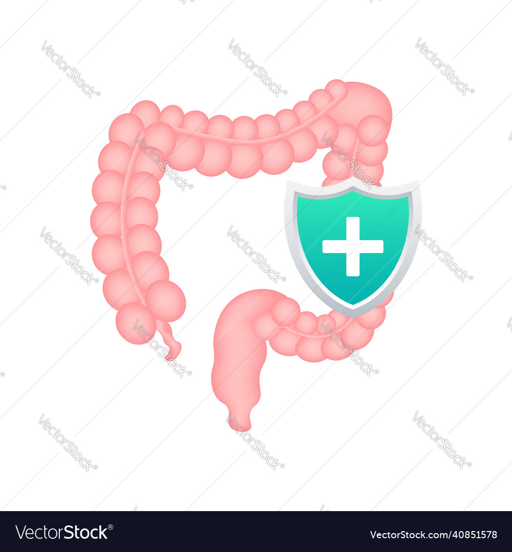 Intestines Protection Healthy Protected Intestine Vector Image Intestines Protection Healthy Protected Intestine Vector Image