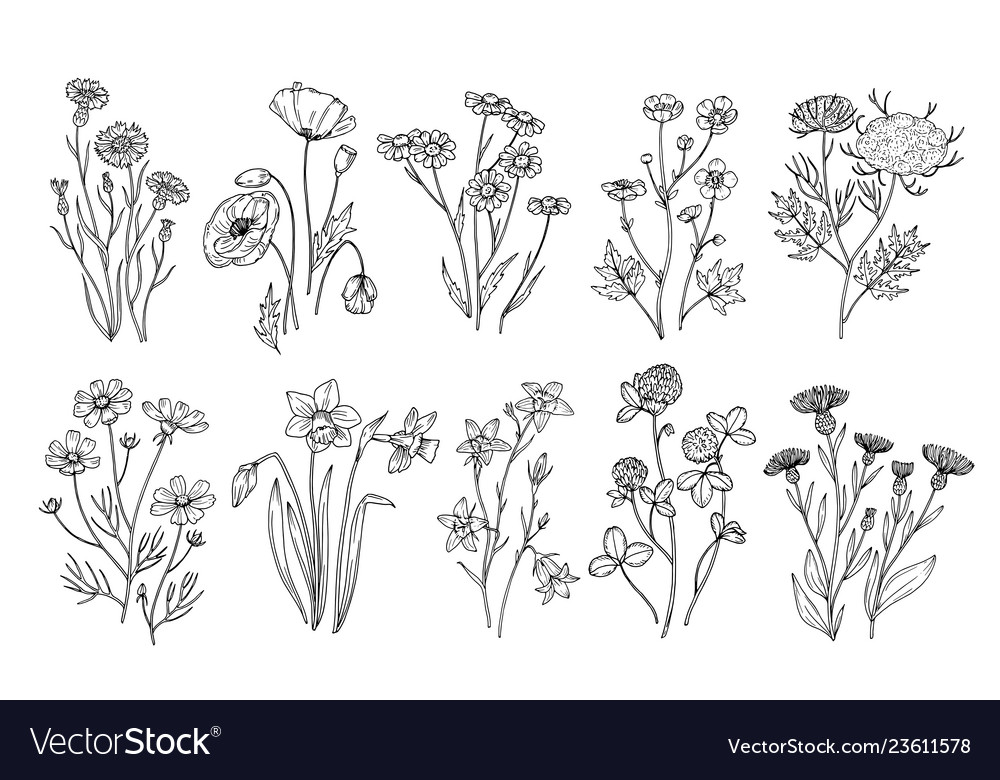 Wild flowers sketch wildflowers and herbs nature Vector Image