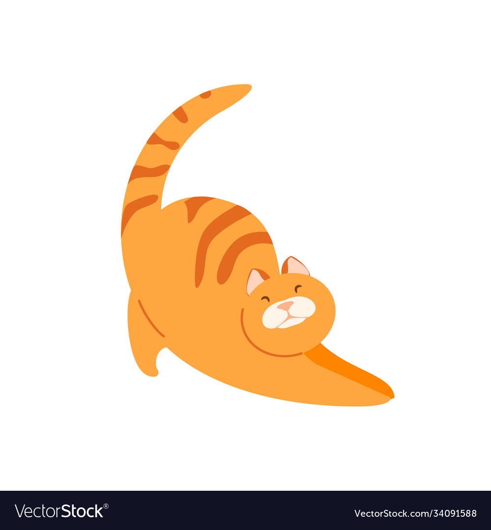 Stretching fat red cat Royalty Free Vector Image