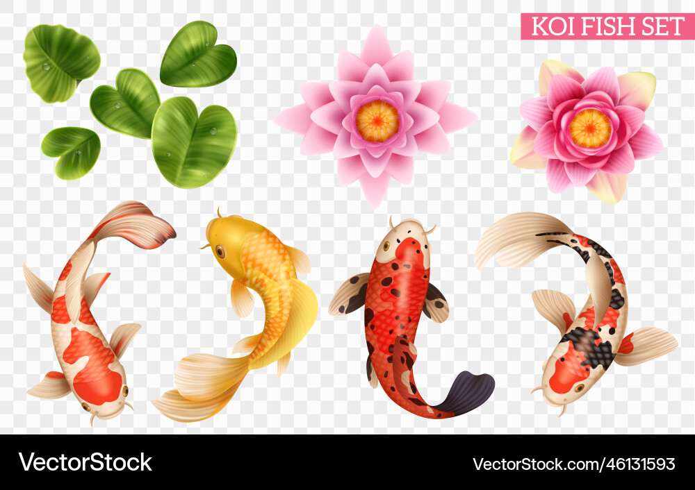 Koi fish transparent set Royalty Free Vector Image