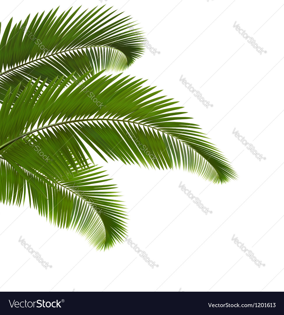 Palm leaves on white background Royalty Free Vector Image