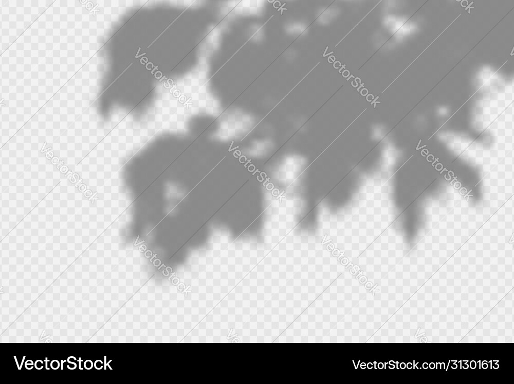 Shadow overlay effect transparent shadow leaves Vector Image