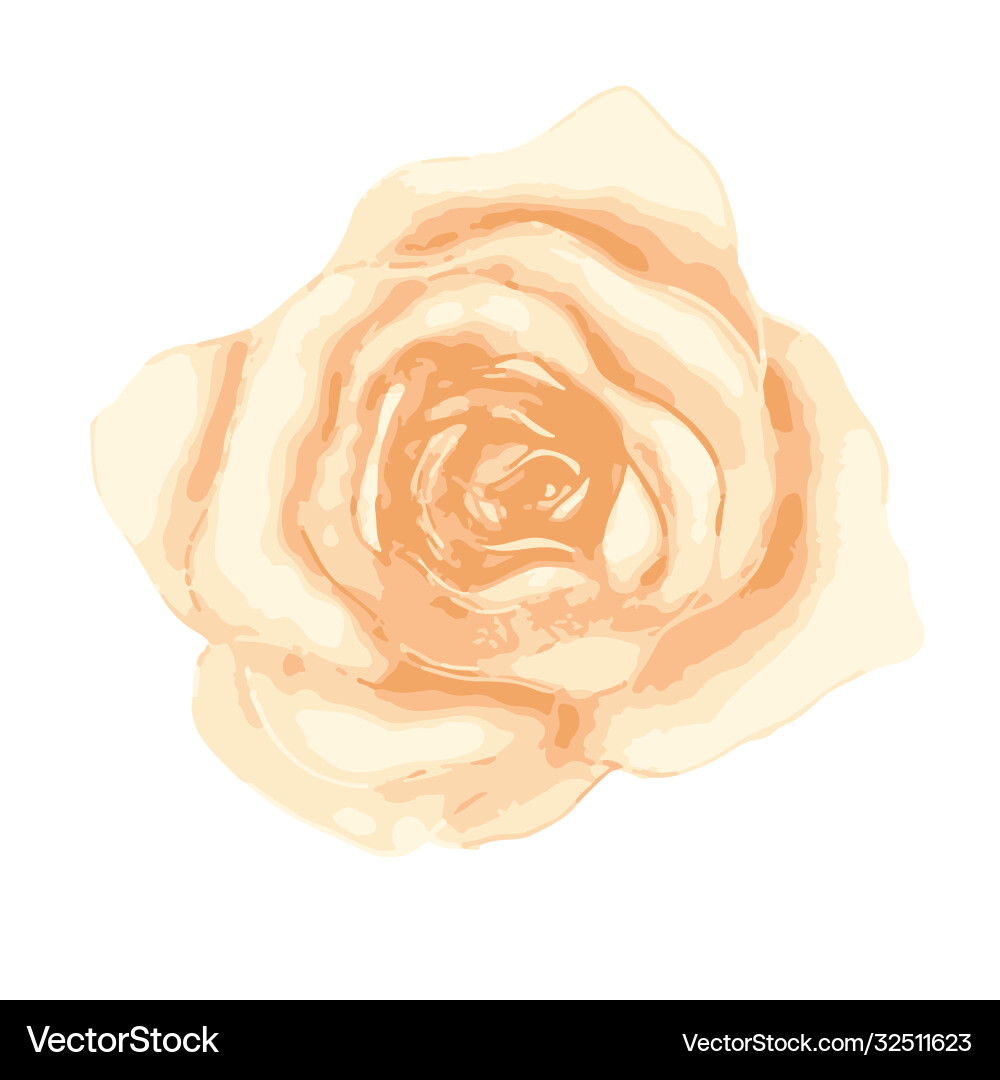 Bright gentle beautiful tea rose bud isolated Vector Image