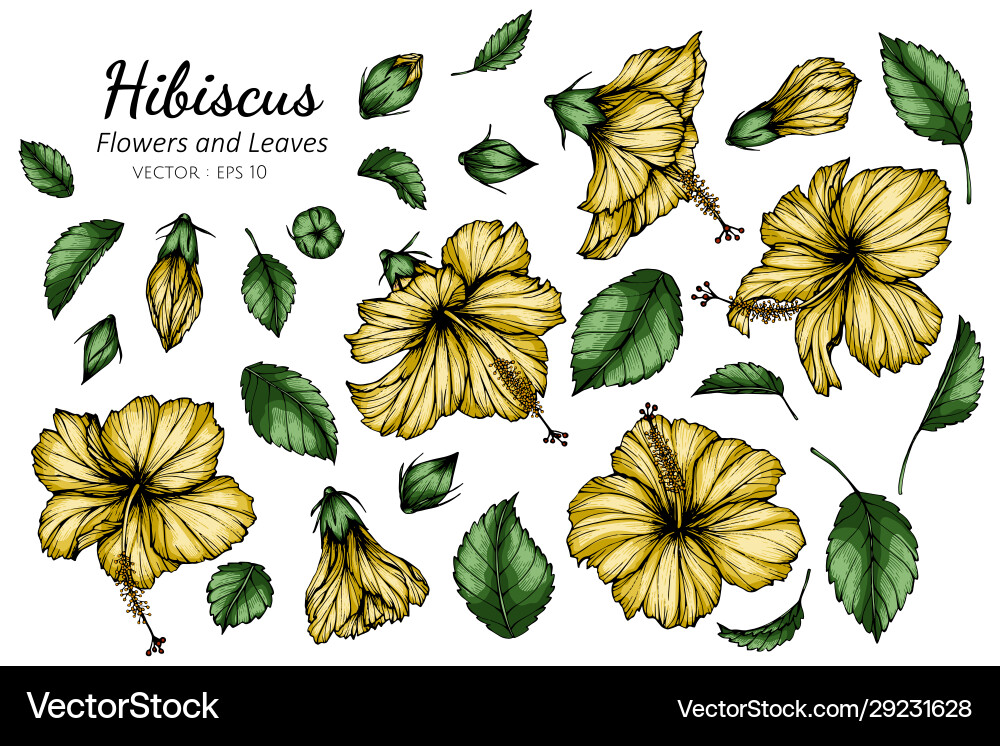 Set yellow hibiscus flower and leaf drawing Vector Image