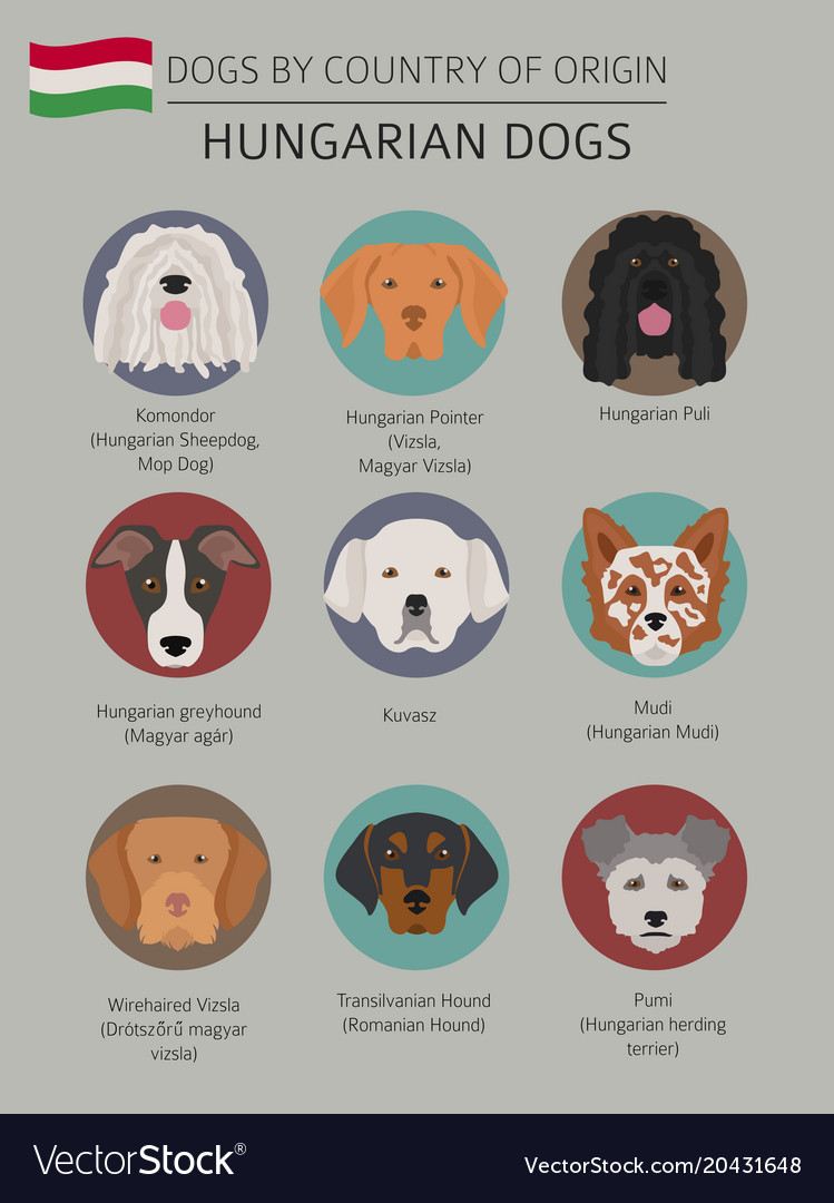 Dogs country origin hungarian dog breeds Vector Image