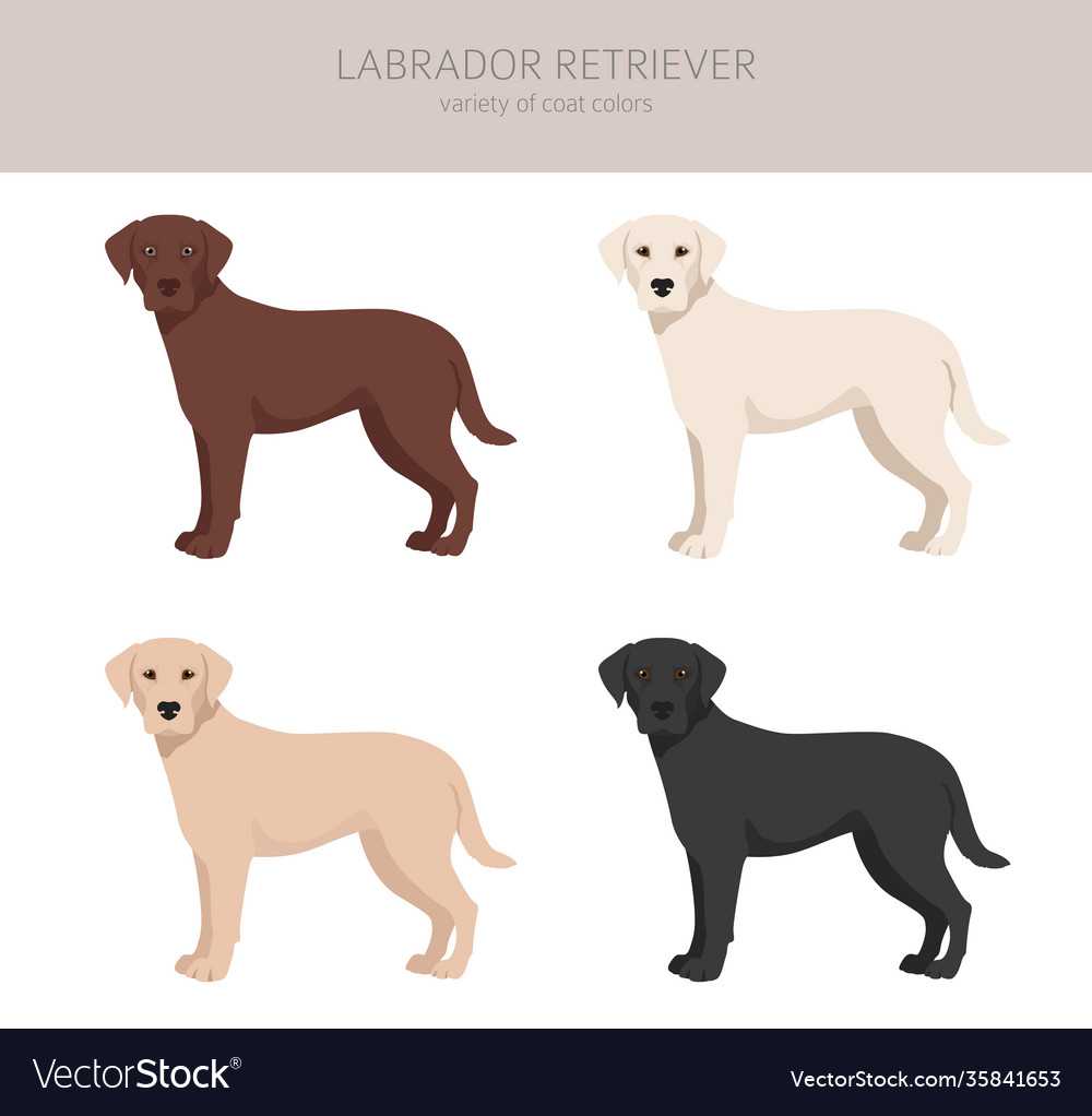 Labrador variety hot sale