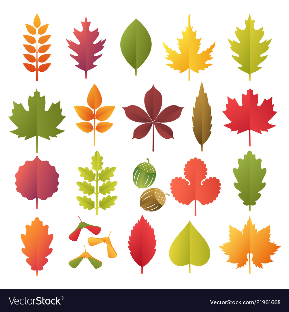 Colorful autumn leaves set isolated on white Vector Image