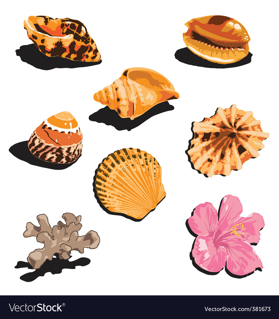 Shells Royalty Free Vector Image - VectorStock