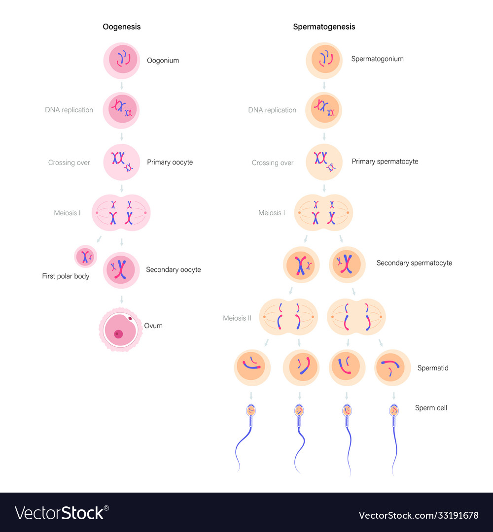 Human fertility concept Royalty Free Vector Image