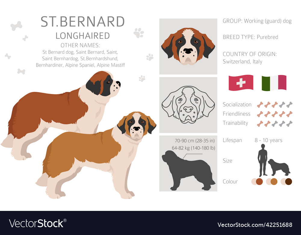 St best sale bernard types