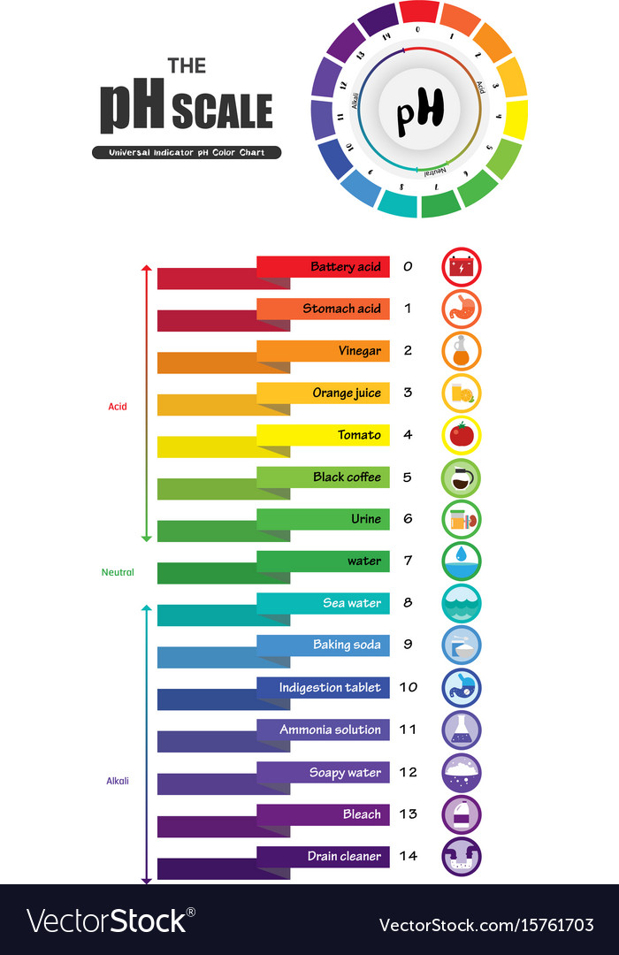 Ph scale universal indicator color chart Vector Image