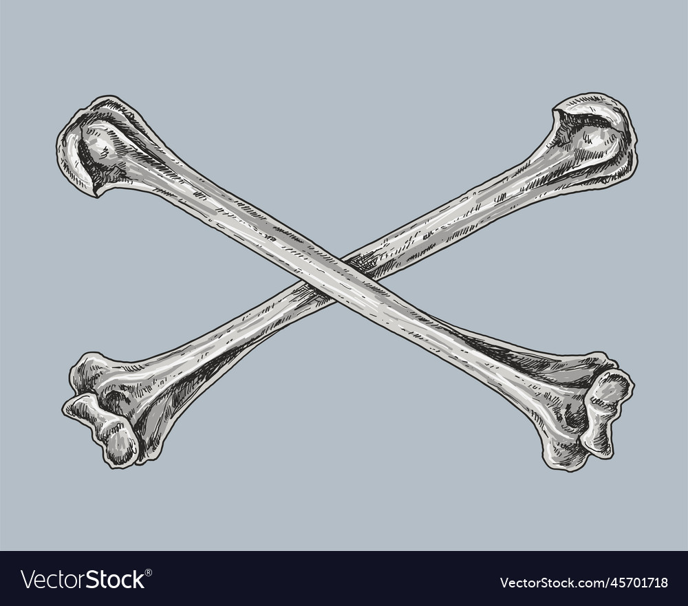 Skull And Crossbones Drawing Royalty Free Vector Image