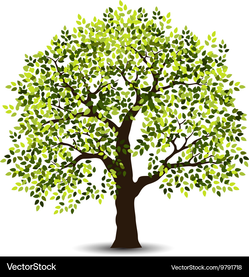 Stylized Tree Royalty Free Vector Image Vectorstock