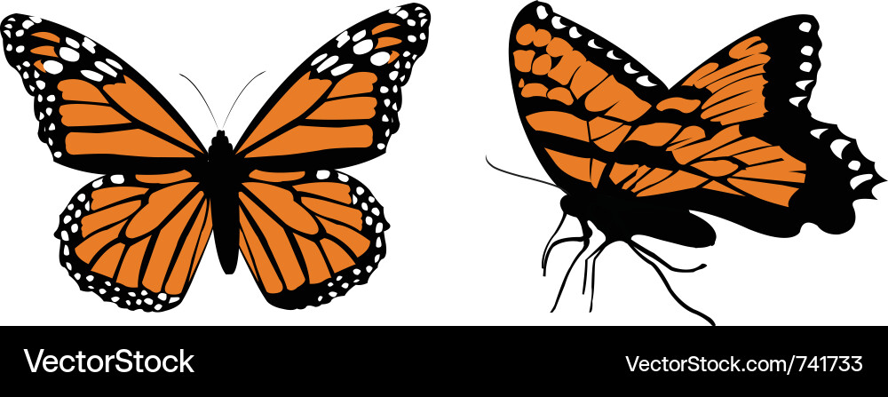 Monarch butterflys Royalty Free Vector Image - VectorStock