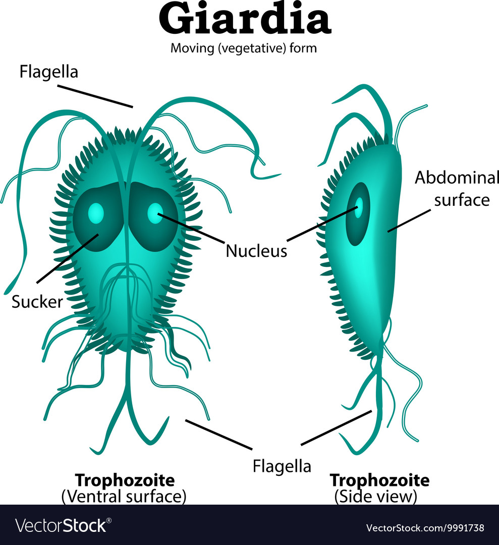 The structure of Giardia on Royalty Free Vector Image