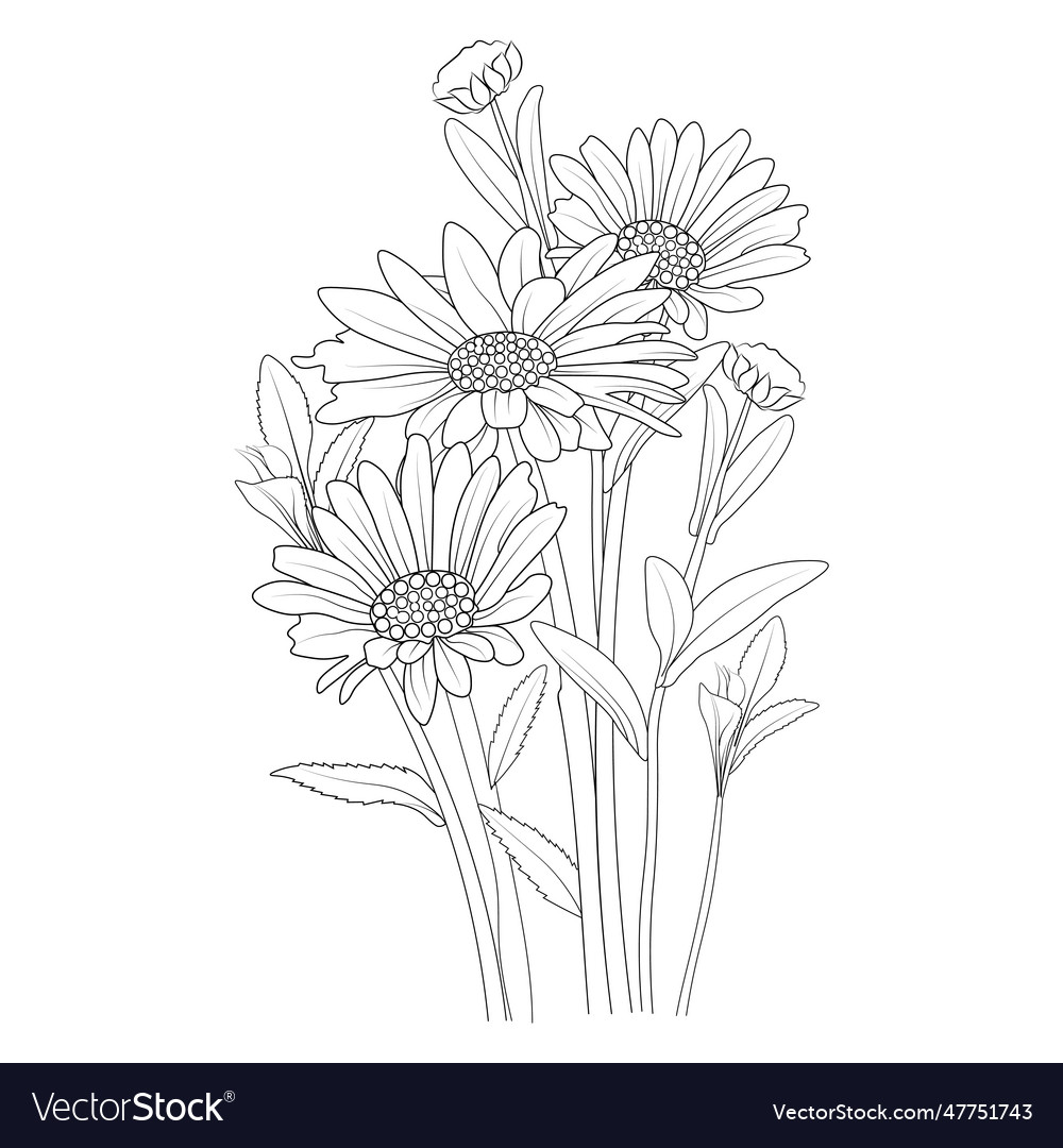 Simple daisy line drawing daisy flower line draw Vector Image