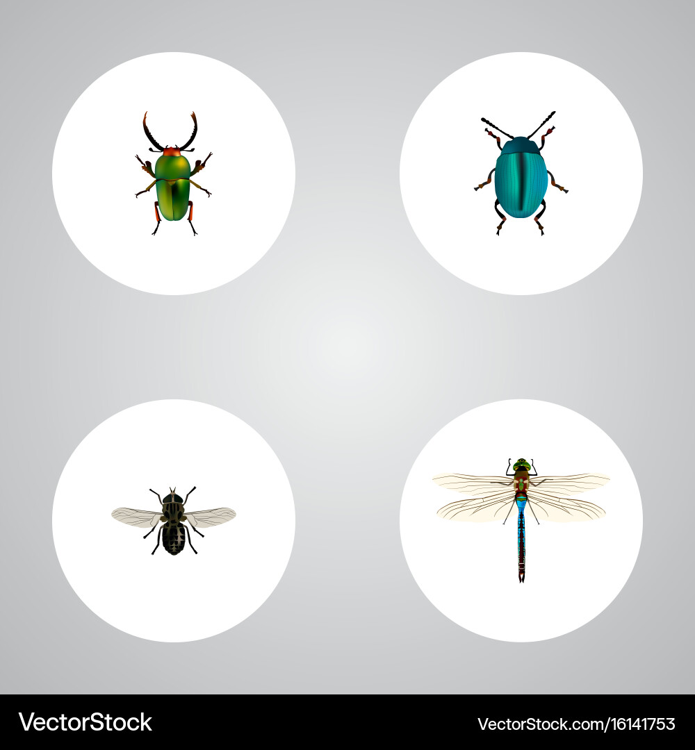 Realistic midge insect damselfly and other Vector Image