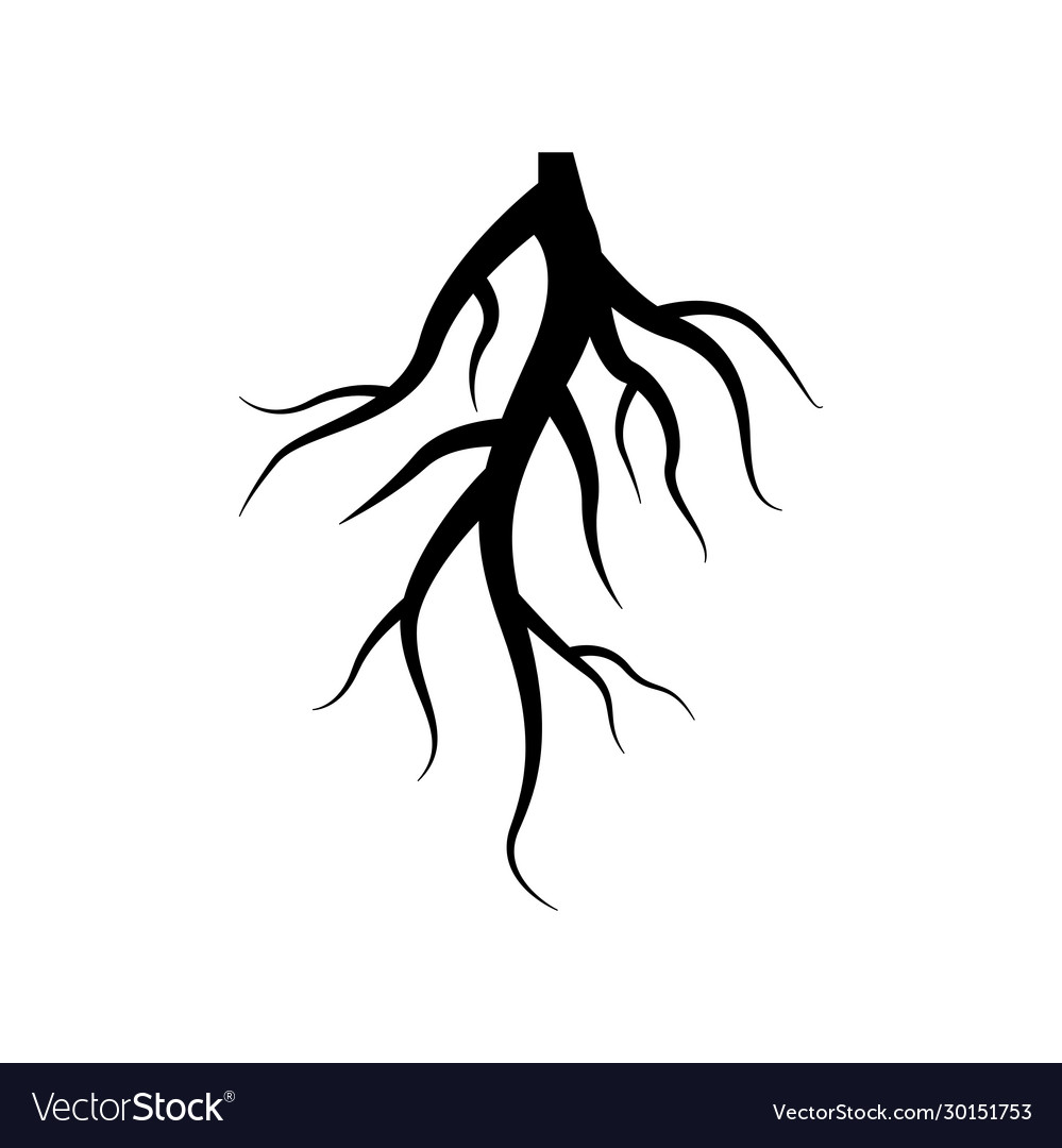 Root graphic design template isolated Royalty Free Vector