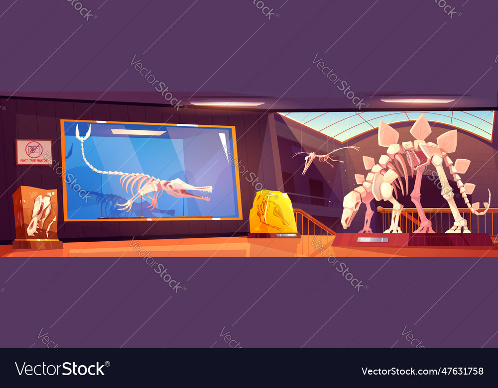 Cartoon museum room with dinosaur skeletons Vector Image