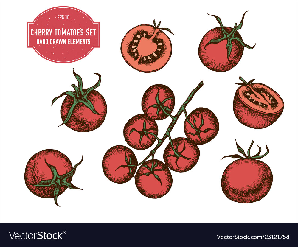 Collection of hand drawn colored cherry Royalty Free Vector