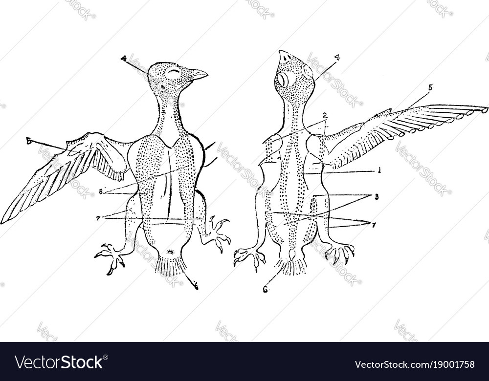 Pterylosis of cypselus apus vintage Royalty Free Vector