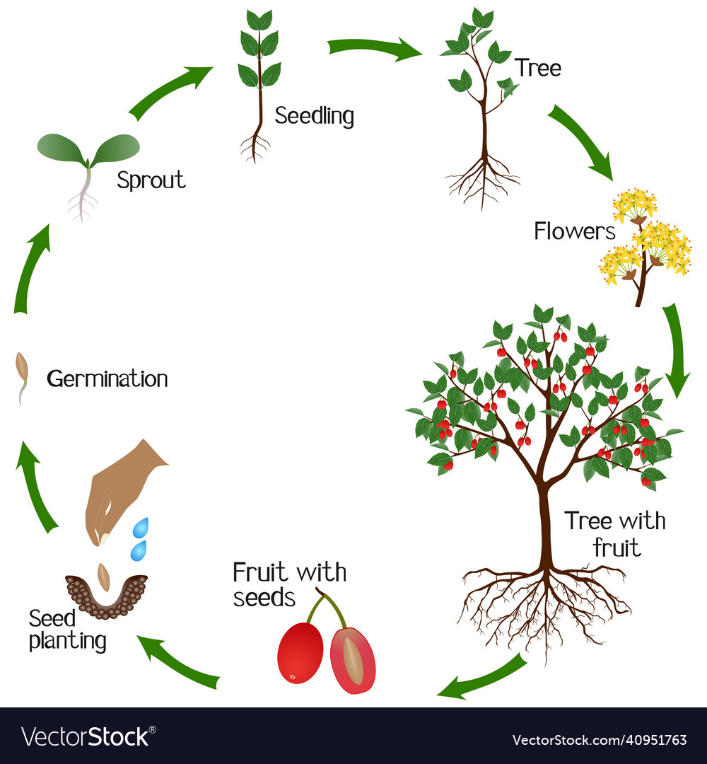 A growth cycle of dogwood plant Royalty Free Vector Image