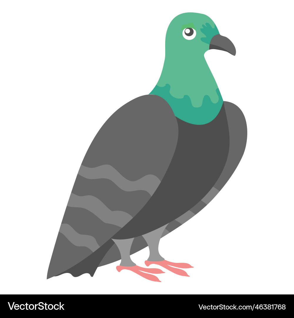 Bird pidgeon Royalty Free Vector Image - VectorStock