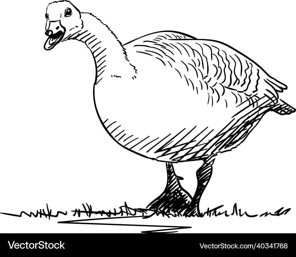 Goose Royalty Free Vector Image - VectorStock