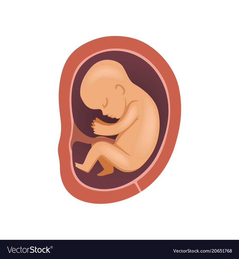 5 month baby in womb