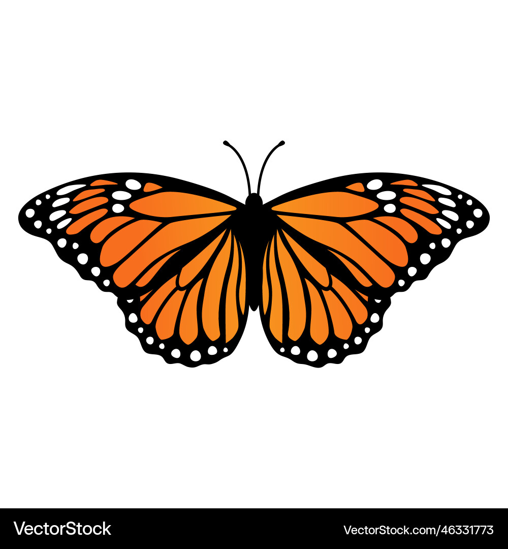 Monarch butterfly isolated on white background Vector Image