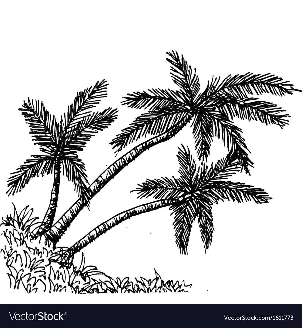 Palm tree tropical trees black silhouettes b Vector Image